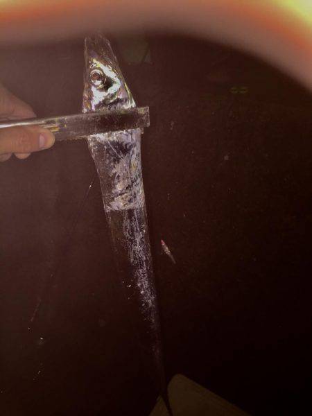 初めてのワインド釣り