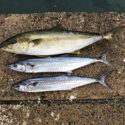 磯トップゲーム