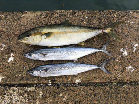 磯トップゲーム