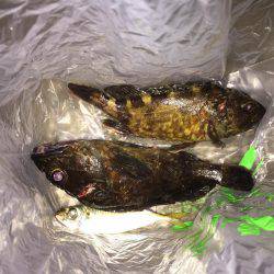 ガシラ\\\\٩(๑`^´๑)۶////