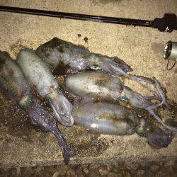 ナイトエギング