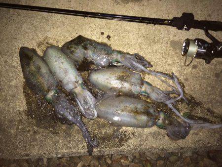 ナイトエギング