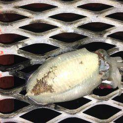 サーベルナイトでタチウオ狙い…のはずが