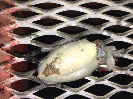 サーベルナイトでタチウオ狙い…のはずが