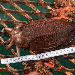 懲りずにエギング