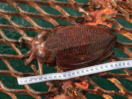 懲りずにエギング