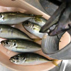 タチウオのちアジ…