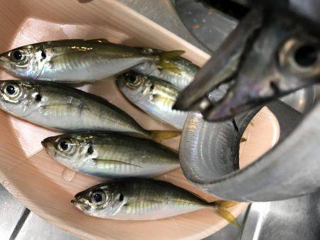 タチウオのちアジ…