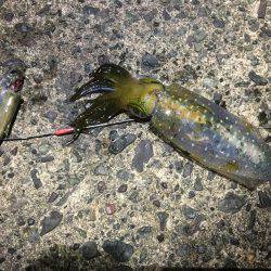 良い感じの月明かり