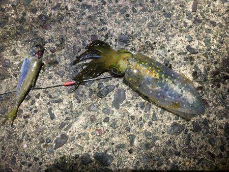 良い感じの月明かり