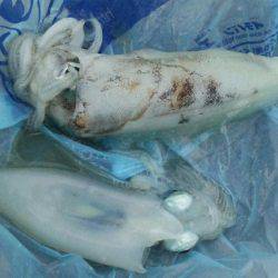 エギング好調！