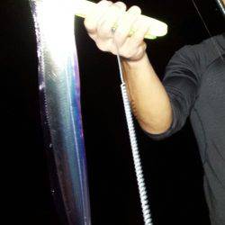 帰ってきた太刀魚!