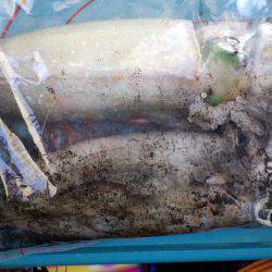 エギング苦しみました2