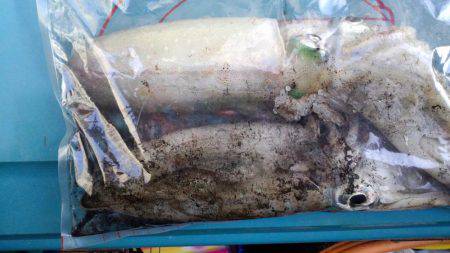 エギング苦しみました2