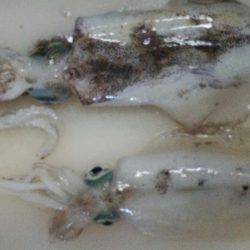 太刀魚がぁ～邪魔する