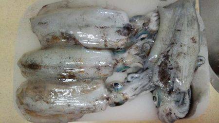 まだまだエギング!!