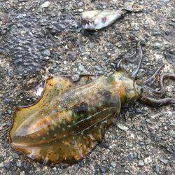 コロッケサイズ