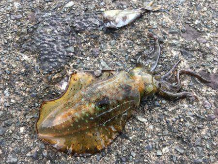 コロッケサイズ