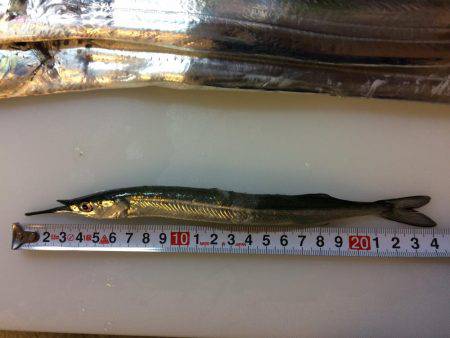 釣りバカばっか