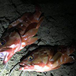 ロックフィッシュ！