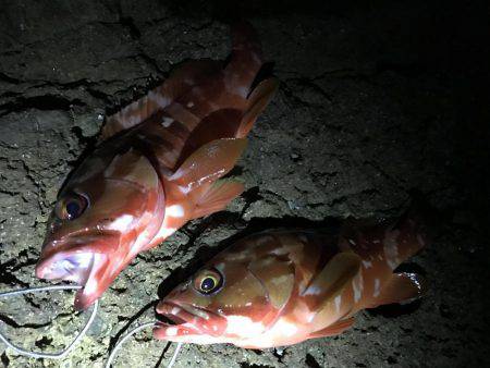 ロックフィッシュ！