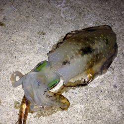 本命はさて置き!!!