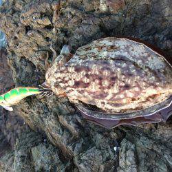 中紀シャローランガン