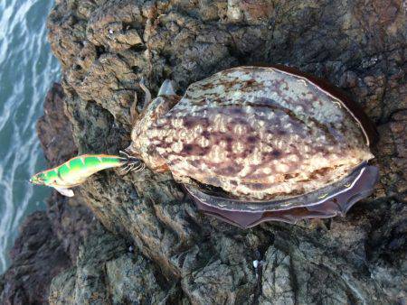 中紀シャローランガン