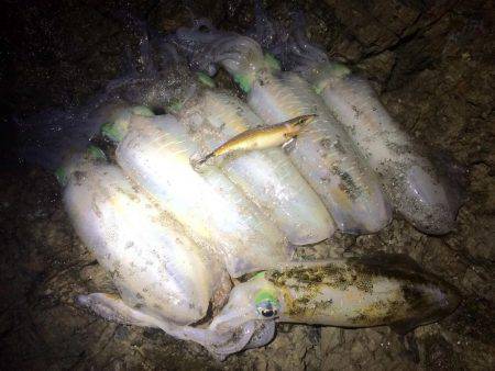 夕マヅメ不発・・・