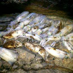 潮場で夕マヅメ‼︎