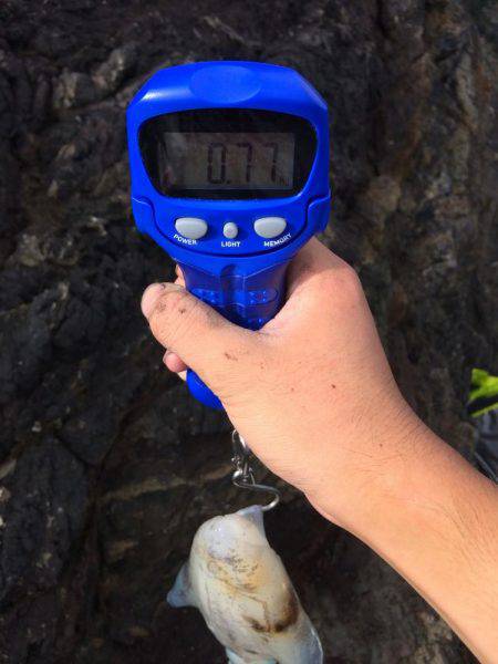 激流ナイトエギング