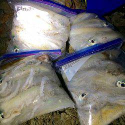 夕マヅメ〜〜ナイトエギング