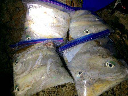 夕マヅメ〜〜ナイトエギング