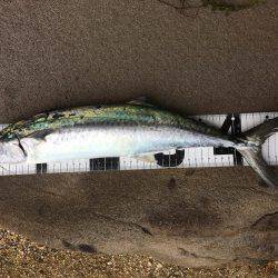 ミノーでサゴシ