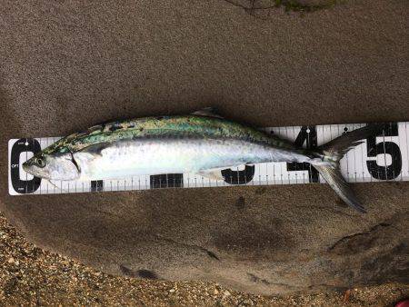 ミノーでサゴシ