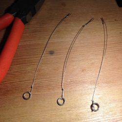 1年ぶりのコウイカ