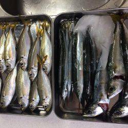 アジングがザバ、サヨリ