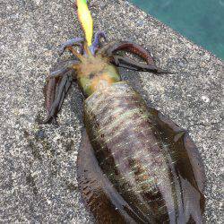 3連チャン釣行！