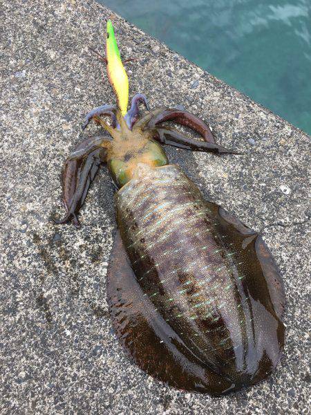 3連チャン釣行！