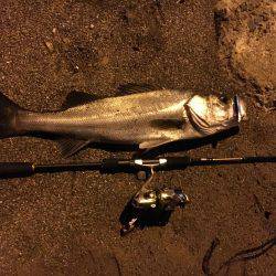 やっとのシーバス65cm