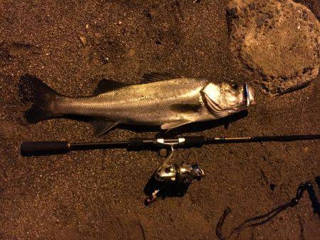 やっとのシーバス65cm