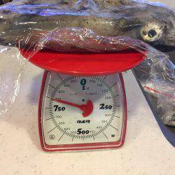 逃したイカはデカイ