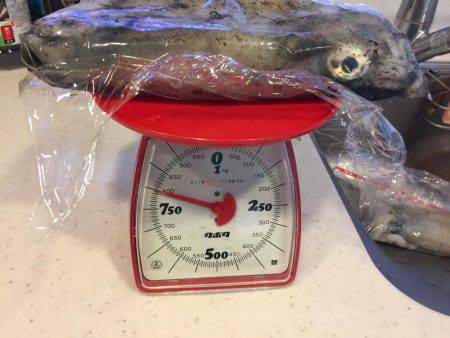 逃したイカはデカイ