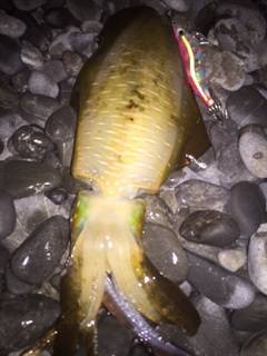 焼津　石津浜アオリイカエギング