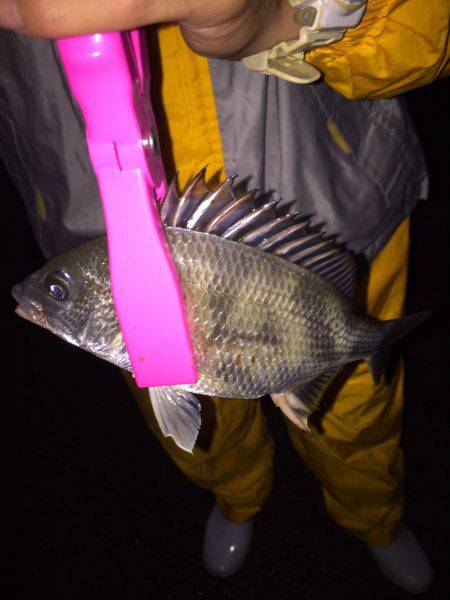 メッキくんが。。