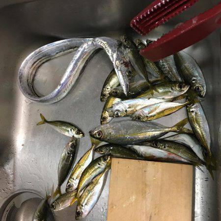 エギング＆アジング