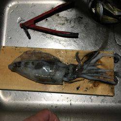 エギング＆アジング