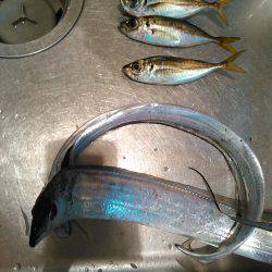 アジングのちタチウオ