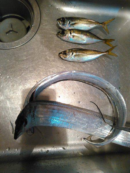 アジングのちタチウオ