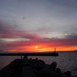 アオリイカ釣れました